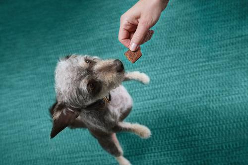 Show full view: Kismet Slow Cooked Beef Squares Jerky Dog Treats, 14-oz bag slide 4 of 9