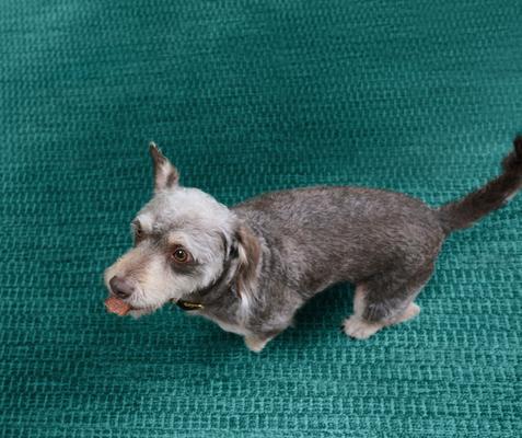 Show full view: Kismet Slow Cooked Salmon Squares Jerky Dog Treats, 14-oz bag slide 4 of 9