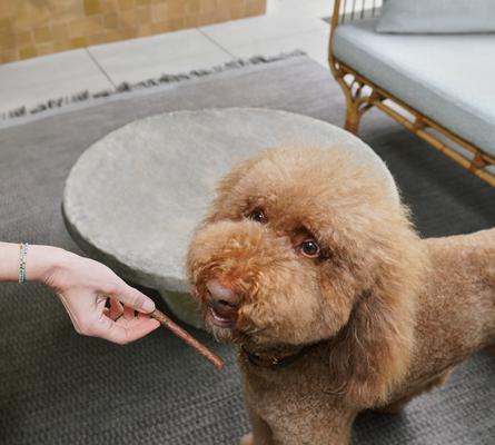 Show full view: Kismet Slow Cooked Salmon Sticks Jerky Dog Treats, 14-oz bag slide 4 of 9