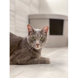 Kitangle Corner Kitty Cat Litter Box, Large, Taupe