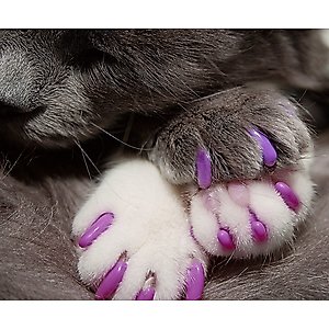 Kitty Caps Cat Nail Caps, Medium, Hot Purple & Hot Pink