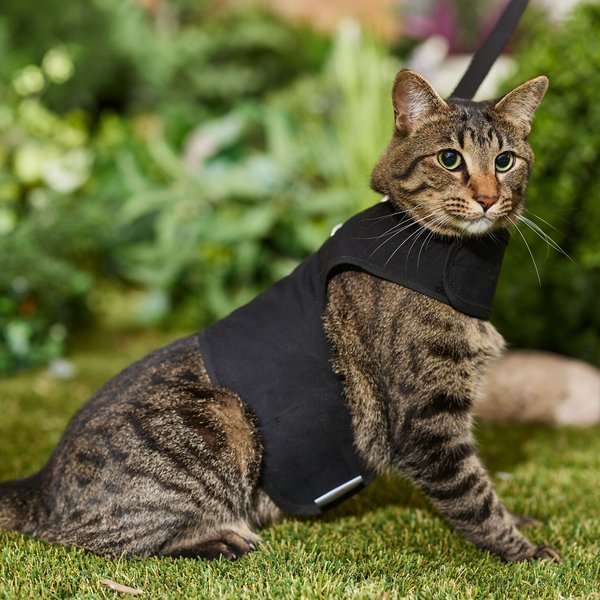 Show full view: Kitty Holster Cat Harness, Black, Medium/Large slide 3 of 6