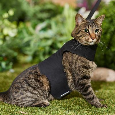Show full view: Kitty Holster Cat Harness, Black, Medium/Large slide 3 of 6