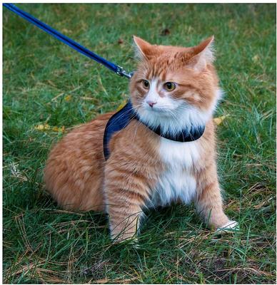 Show full view: Kitty Holster Cat Harness, Denim Blue, Medium/Large slide 3 of 5