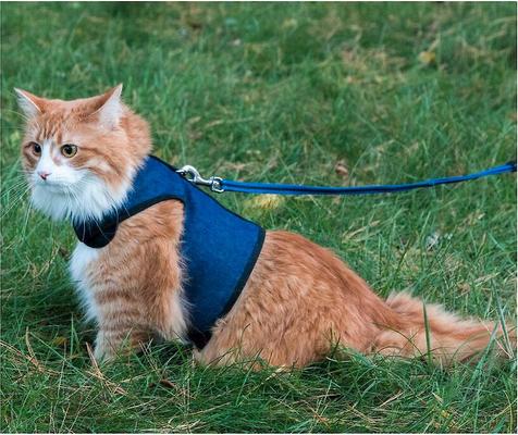 Show full view: Kitty Holster Cat Harness, Denim Blue, X-Large slide 2 of 5
