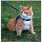 Show in main carousel: Kitty Holster Cat Harness, Denim Blue, X-Large slide 3 of 5