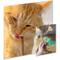 Show in main carousel: Kitty Ka-Zoom Silvervine Fruit Covered Sticks Cat Natural Chew Treats, 5 count slide 5 of 6