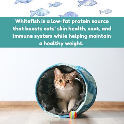 Show full view: Kitty Kitty Surf Krill Coated White Fish Grain-Free Freeze-Dried Cat Treats, 0.6-oz bag slide 7 of 10