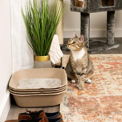 KITTY SIFT Disposable Sifting Cat Litter Box Kit, Jumbo - Chewy.com