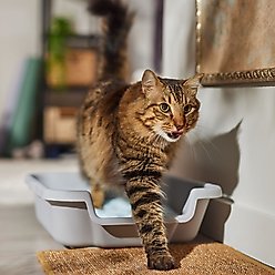 KittyGoHere Cat Litter Pan, Small, Silver