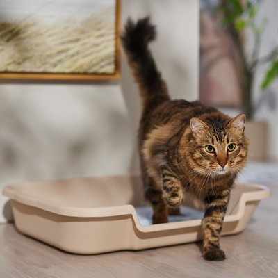 KittyGoHere KittyGoHere Senior Cat Litter Box, Sand, Large