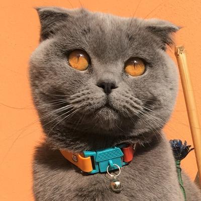 Show full view: Kittyrama Breakaway Adjustable with Bell Cat Collar, Copacabana Red slide 3 of 9