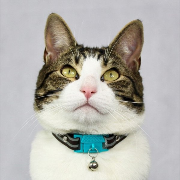 Kittyrama Breakaway Adjustable with Bell Cat Collar