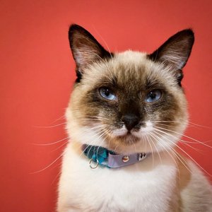 Kittyrama Breakaway Adjustable with Bell Cat Collar, Mauve Purple