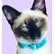 Show in main carousel: Kittyrama Kitten Breakaway Adjustable with Bell Cat Collar, Aqua slide 4 of 8