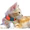 Show in main carousel: Kittyrama Kitten Breakaway Adjustable with Bell Cat Collar, Tangerine slide 3 of 7