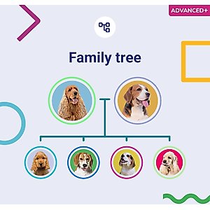 Koko Genetics Advanced PLUS Dog DNA Test