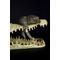 Show in main carousel: Komodo Alligator Skull Aquarium Ornament, 9-in slide 5 of 6