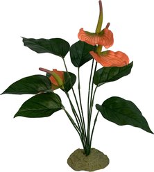 Komodo Anthurium Bush Terrarium Plant