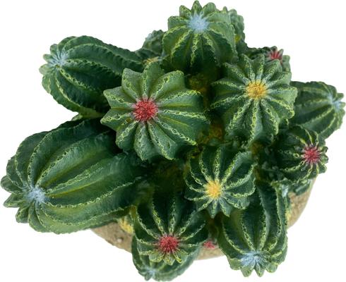 Show full view: Komodo Cactus Barrel Reptile Ornament, Green slide 5 of 7