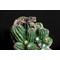Show in main carousel: Komodo Cactus Barrel Reptile Ornament, Green slide 6 of 7