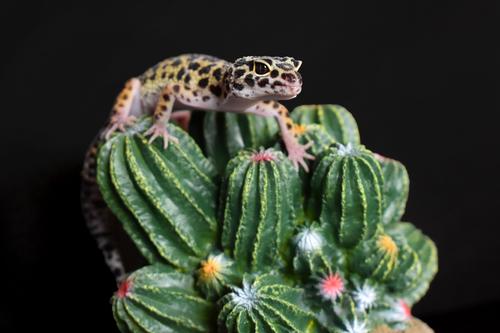 Show full view: Komodo Cactus Barrel Reptile Ornament, Green slide 6 of 7