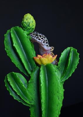 Show full view: Komodo Cactus Flower Reptile Ornament, Green slide 6 of 8