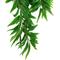 Show in main carousel: Komodo Climbing Bamboo Aquarium Plant, Large slide 4 of 5