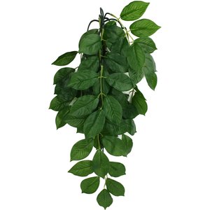 Komodo Climbing Green Leaf Aquarium Plant, Medium