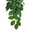 Show in main carousel: Komodo Climbing Green Leaf Aquarium Plant, Medium slide 4 of 4