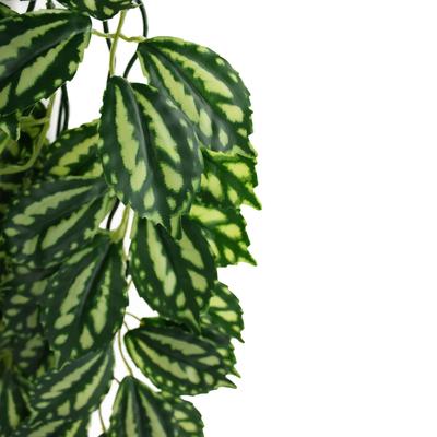 Show full view: Komodo Climbing Two Tone Aquarium Plant, Medium slide 3 of 5