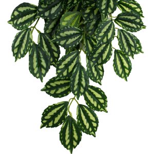 Komodo Climbing Two Tone Aquarium Plant, Medium