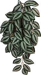 Komodo Climbing Zebrina Aquarium Plant, Large