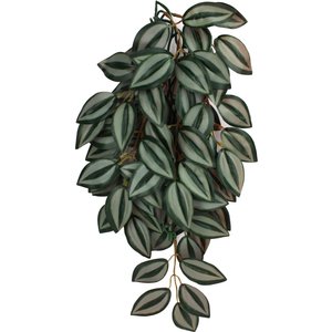 Komodo Climbing Zebrina Aquarium Plant, Large