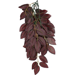 Komodo Climbing Zebrina Aquarium Plant, Large