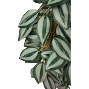 Komodo Climbing Zebrina Aquarium Plant, Large