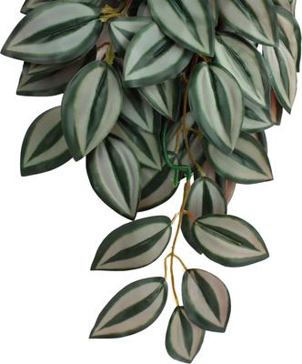 Show full view: Komodo Climbing Zebrina Aquarium Plant, Large slide 4 of 5