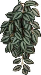 Komodo Climbing Zebrina Aquarium Plant, Medium