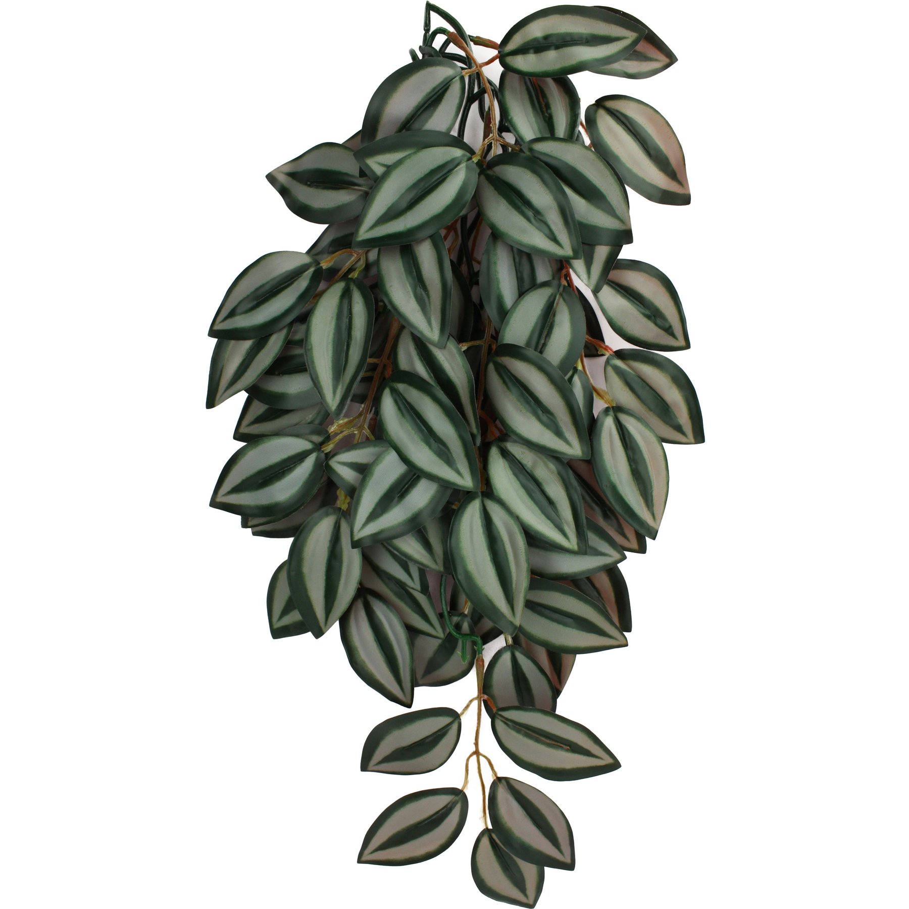 Komodo Climbing Zebrina Aquarium Plant, Medium