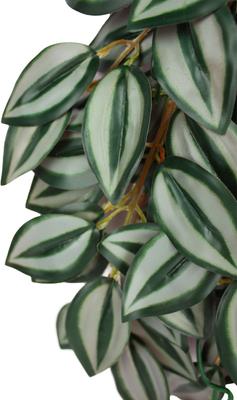 Show full view: Komodo Climbing Zebrina Aquarium Plant, Medium slide 3 of 6