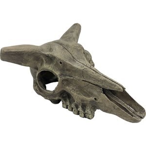 Komodo Deer Skull, Medium