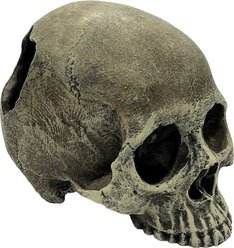 Komodo Half Human Skull, Medium