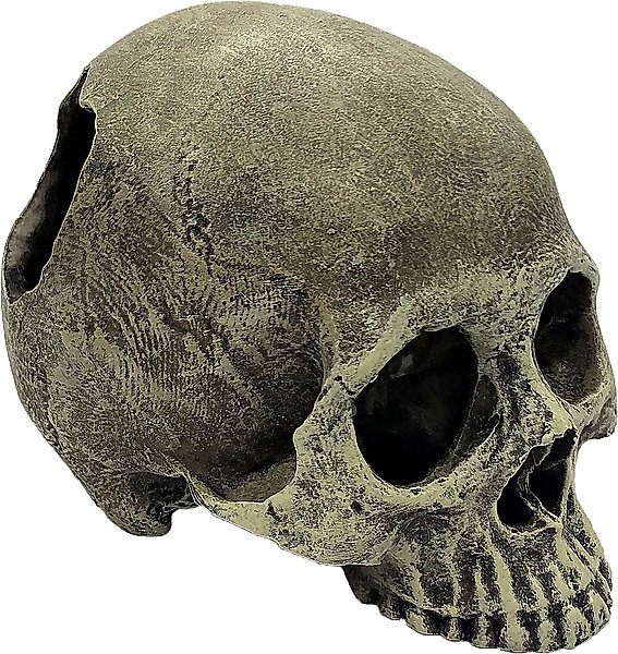 Show full view: Komodo Half Human Skull, Medium slide 1 of 2