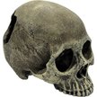 Show in main carousel: Komodo Half Human Skull, Medium slide 1 of 2