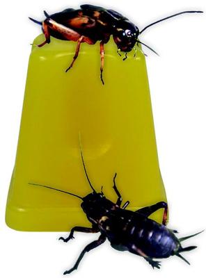 Show full view: Komodo Jelly Pots Reptile Food, 40 count slide 4 of 6