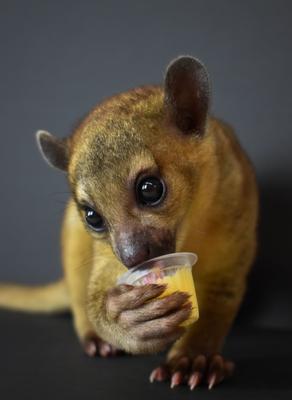 Show full view: Komodo Jelly Pots Reptile Food, 40 count slide 5 of 6