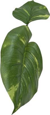 Show full view: Komodo Jumbo Guiana Terrarium Plant slide 4 of 5