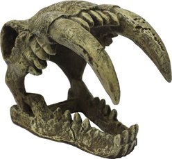 Komodo Large Saber Tooth Skull, Medium