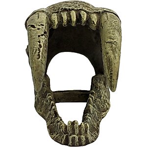 Komodo Large Saber Tooth Skull, Medium