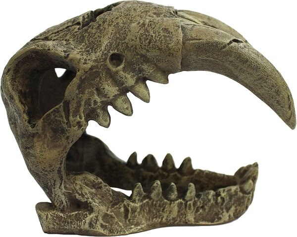 Komodo Large Saber Tooth Skull, Medium